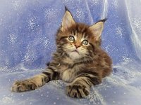 Maine Coon Kitten 6d